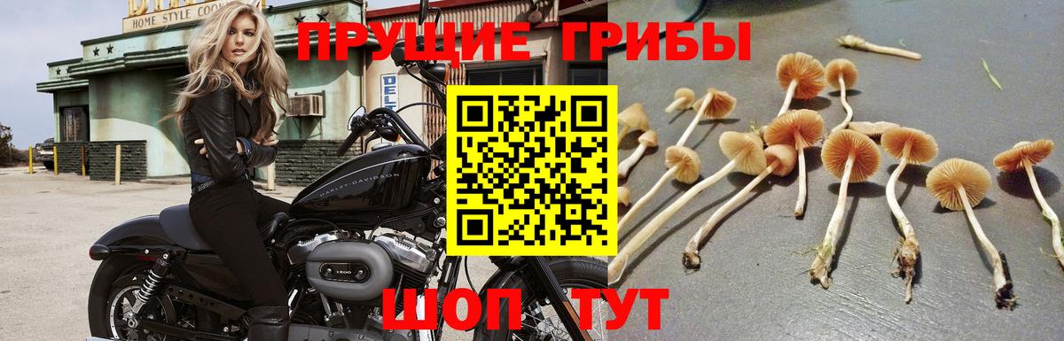 Галлюциногенные грибы мицелий  Вход с VPN  Новошахтинск 